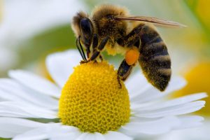 abeille-fleur-pollen